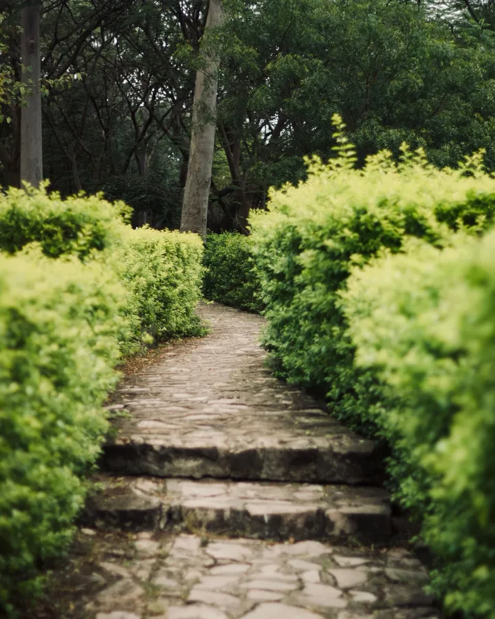 Stone garden path bordered by green shrubs and mature trees, used as general landscape atmosphere.