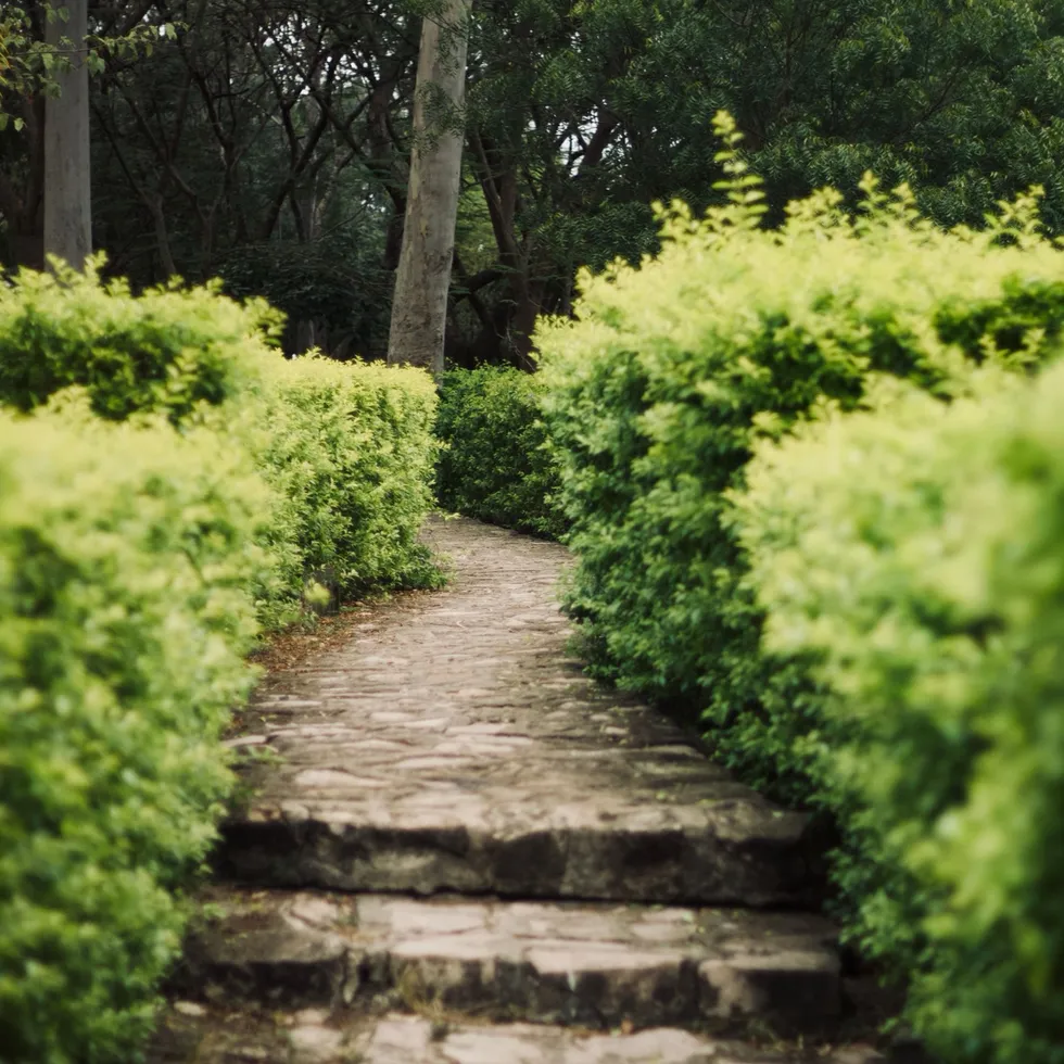Green garden path and mature plantings used as general landscaping atmosphere.