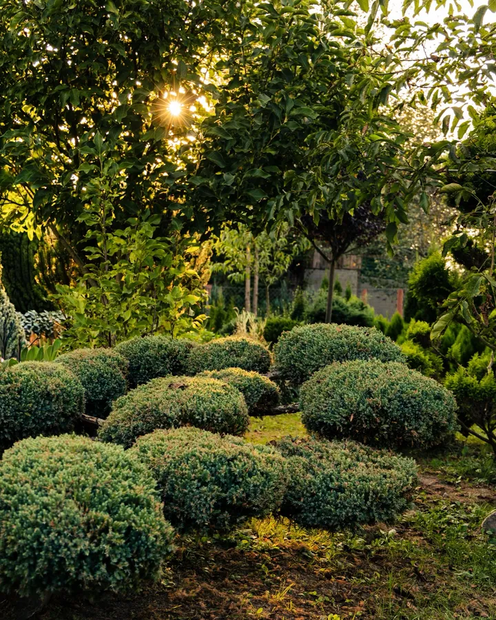 Mature shrubs and planted beds in warm sunlight, used as general landscape atmosphere.